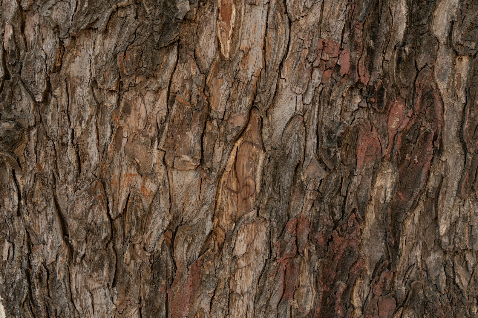 Tepezcohuite tree bark