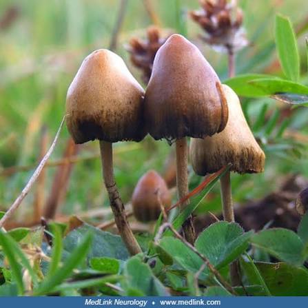 Golden Teacher Psilocybe cubensis mushrooms